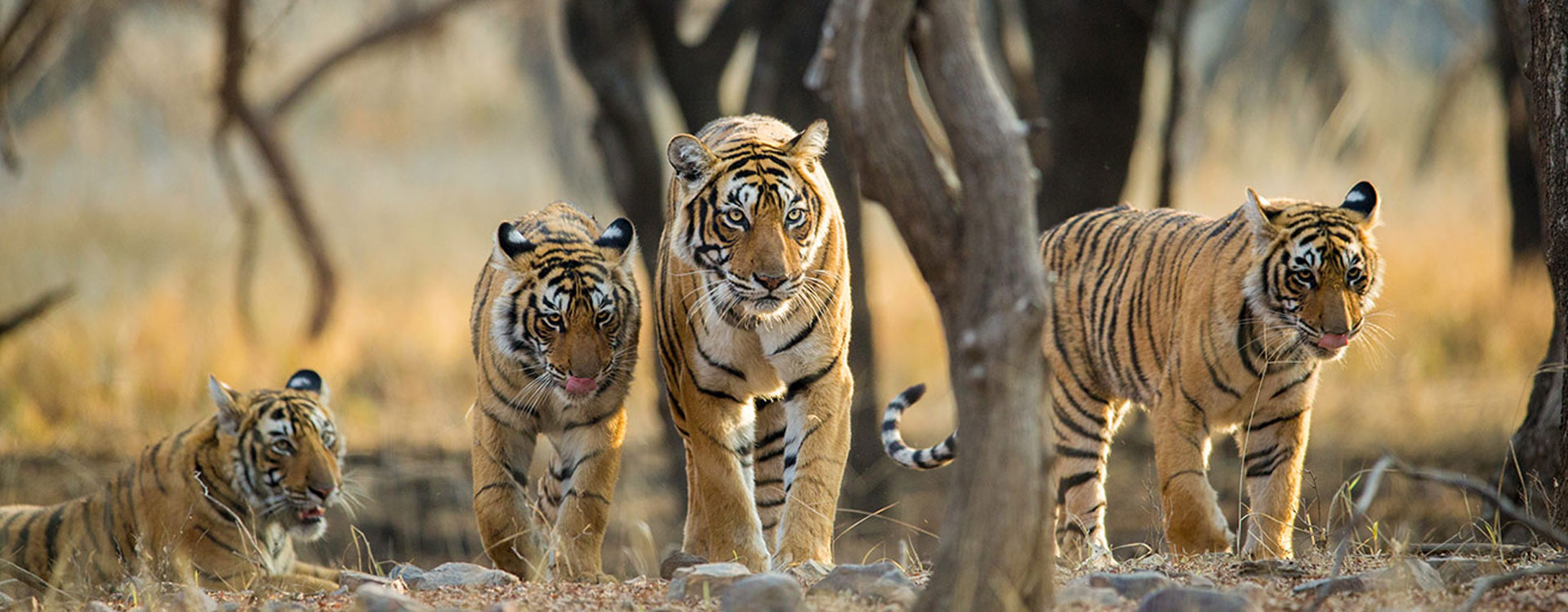 Tiger Rajasthan Tour